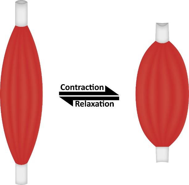 Technique myotensive